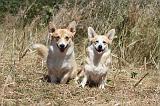 CORGI PEMBROKE 005